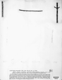 Peziza venustula image